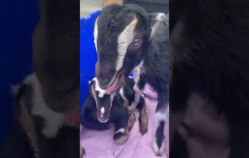 1673019631_maxresdefault.jpg One Hour Old Baby Goats!